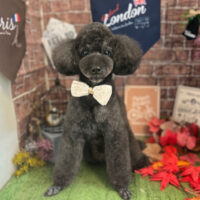 【本店】2022年9月3日のワンちゃん達♪