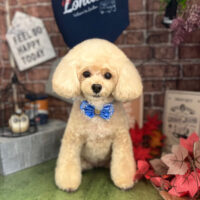 【本店】2022年9月5日のワンちゃん達♪