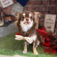 【本店】2022年9月8日のワンちゃん達♪