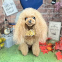 【本店】2022年9月10日のワンちゃん達♪