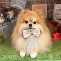 【本店】2022年9月11日のワンちゃん達♪