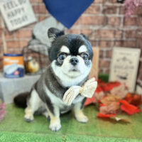 【本店】2022年9月23日のワンちゃん達♪