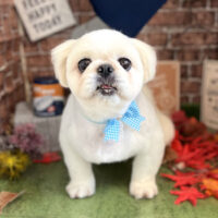 【本店】2022年9月24日のワンちゃん達♪