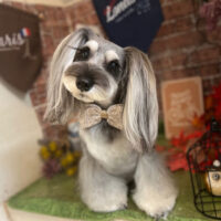 【本店】2022年9月16日のワンちゃん達♪