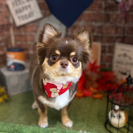 【本店】2022年9月18日のワンちゃん達♪