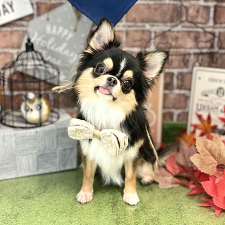 【本店】2022年9月30日のワンちゃん達♪