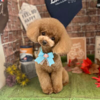 【本店】2022年9月19日のワンちゃん達♪