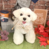 【本店】2022年9月26日のワンちゃん達♪