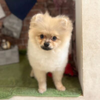 【本店】2022年9月29日のワンちゃん達♪