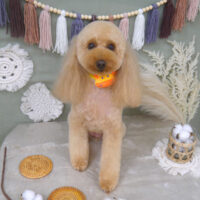 【山手店】2022年9月1日のワンちゃん達♪