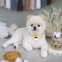 【山手店】2022年9月2日のワンちゃん達♪