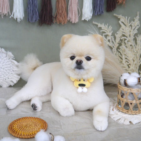 【山手店】2022年9月2日のワンちゃん達♪