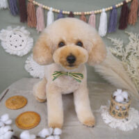 【山手店】2022年9月3日のワンちゃん達♪