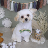 【山手店】2022年9月4日のワンちゃん達♪