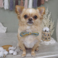 【山手店】2022年9月8日のワンちゃん達♪