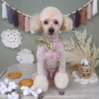 【山手店】2022年9月9日のワンちゃん達♪