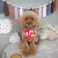 【山手店】2022年9月10日のワンちゃん達♪