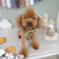 【山手店】2022年9月11日のワンちゃん達♪