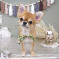 【山手店】2022年9月12日のワンちゃん達♪