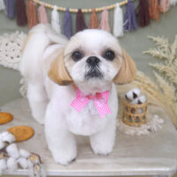 【山手店】2022年9月17日のワンちゃん達♪