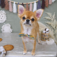 【山手店】2022年9月22日のワンちゃん達♪