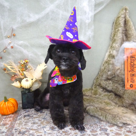 【山手店】2022年9月24日のワンちゃん達♪