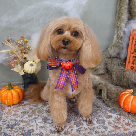 【山手店】2022年9月25日のワンちゃん達♪