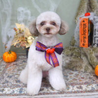 【山手店】2022年9月26日のワンちゃん達♪