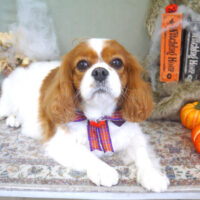 【山手店】2022年9月29日のワンちゃん達♪