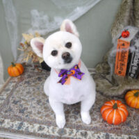 【山手店】2022年9月30日のワンちゃん達♪