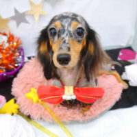 【池下店】2022年9月1日のワンちゃん達♪