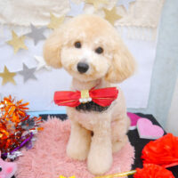 【池下店】2022年9月2日のワンちゃん達♪