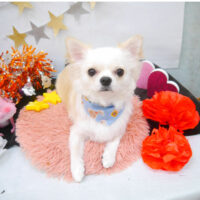 【池下店】2022年9月9日のワンちゃん達♪