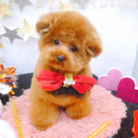 【池下店】2022年9月11日のワンちゃん達♪