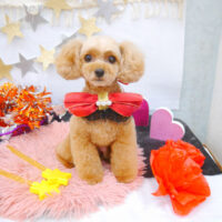 【池下店】2022年9月12日のワンちゃん達♪