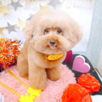 【池下店】2022年9月15日のワンちゃん達♪