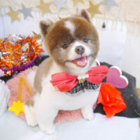 【池下店】2022年9月17日のワンちゃん達♪