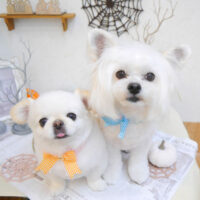 【池下店】2022年9月18日のワンちゃん達♪