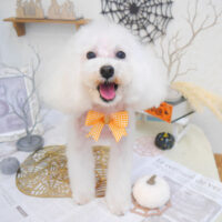 【池下店】2022年9月19日のワンちゃん達♪