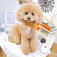 【池下店】2022年9月22日のワンちゃん達♪