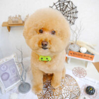 【池下店】2022年9月23日のワンちゃん達♪