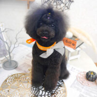 【池下店】2022年9月24日のワンちゃん達♪