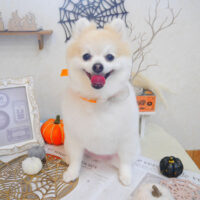 【池下店】2022年9月25日のワンちゃん達♪