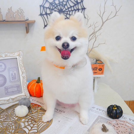 【池下店】2022年9月25日のワンちゃん達♪