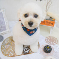 【池下店】2022年9月26日のワンちゃん達♪