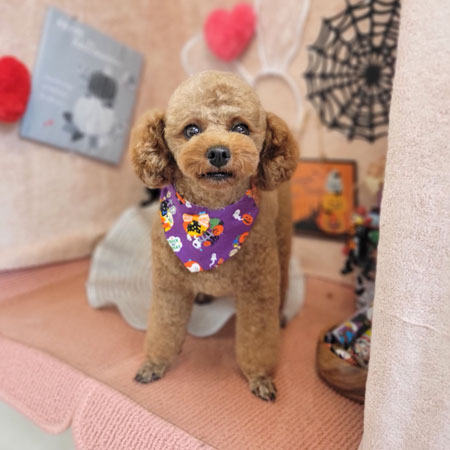 【本店】2022年10月8日のワンちゃん達♪