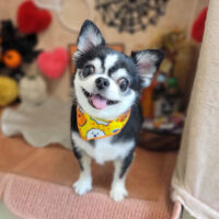 【本店】2022年10月13日のワンちゃん達♪