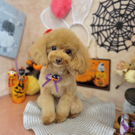 【本店】2022年10月14日のワンちゃん達♪