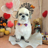 【本店】2022年10月27日のワンちゃん達♪