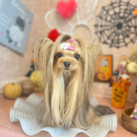 【本店】2022年10月10日のワンちゃん達♪